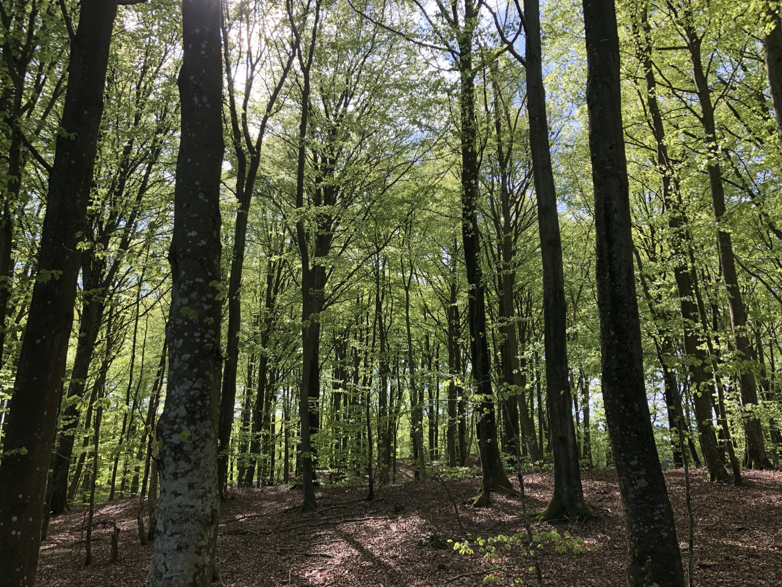 Bokskog i Sträntemölla Forsemölla och Naturreservat